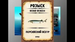 Мутанты рр3. Персидский осетр рр3. Урал.