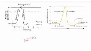 Grade 12 Biology Exam Review (Science Video Tutorial)