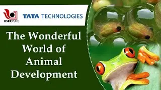 The Wonderful world of Animal Development