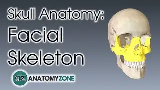 Facial Skeleton | Skull Anatomy