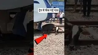 Vande Bharat Train के ड्राइवर ने गाय को रौंद दिया 😭