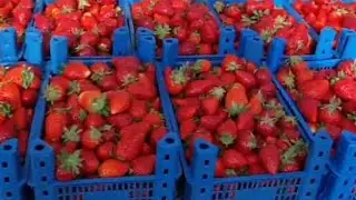 Ейск. Ярмарка в начале мая🍓🍓🍓