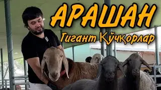 Azia Agro Baraka га тегишли замонавий Қўйхонадамиз! Арашан ва Хисори қўчқорлари асл зотлари.