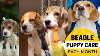 Beagle Puppy Care: What to Expect Each Month Raising a Beagle?