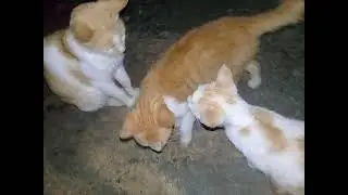 Bermain Ulat Bulu