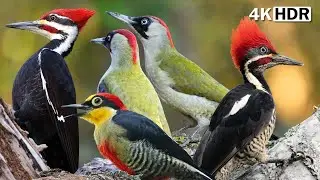 FOREST'S MOST EXOTIC BIRDS | WOODPECKER | SOUNDS FOR STRESS RELIEF & HEALING | COLORFUL BIRDS