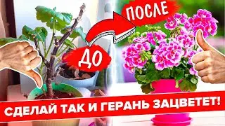 КОГДА ПЕРЕСАЖИВАТЬ ПЕЛАРГОНИЮ? ГЕРАНЬ. ПЕРЕСАДКА. УХОД. ЧЕРЕНКОВАНИЕ