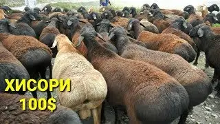 27 февраля 2019 г. КУЙ БОЗОРИ НАРХЛАРИ