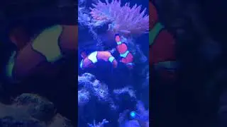 Ocellaris Clowns Spawn in Rock Cave