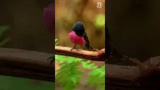 PINK ROBIN | Cute Birds | Amazing Bird Sounds | Soothing Chirps for Stress Relief