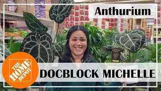 Home Depot Shop With Me Anthurium DOCBLOCK MICHELLE #plants #homedepot #anthurium #new #shopping