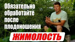 Уход за жимолостью после сбора урожая