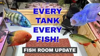 Every Tank, Every Fish [This Week's "LAP" of the Fish Room]