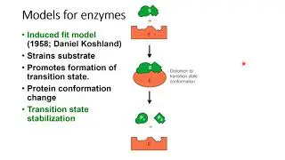 Topic 7.7B - Models of enzyme structure function relationships