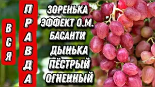 Первый созревший розовый виноград. На 6 августа 2021.