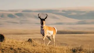 Chasing a Prairie Ghost - Photographing Pronghorn Antelopes.