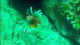 КРЫЛАТКА ОККУПИРУЕТ КРИТ Дайвинг в Калипсо Крит 2022 Сrete Lionfish OCCUPY Crete Diving Kalypso