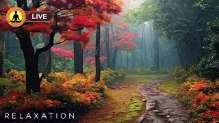 🔴 Relaxing Zen Music 24/7, Stress Relief Music, Sleep Music, Meditation Music, Study, Calming Music