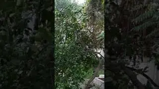 Kitten falling from tree