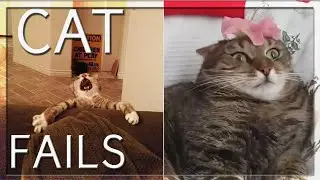 BEST CAT FAILS EVER (COMPILATION) 🐱