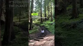 Explore #MuirWoodsNationalMonument in #California