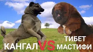 Кангал еки Тибет мастифи Кайси бири жангда кучлирок 