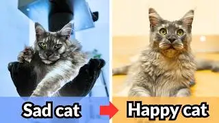 How to Make Your Cat Happier and Healthier with This ONE Thing!