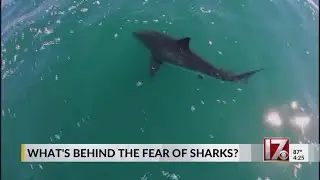 Galeophobia: Whats really behind the fear of sharks?