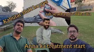 Kabutar shift kr diye | Sab se acha pair dikha dia | GSD ki skin treatment |daily vlog 218