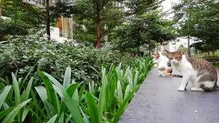 Huawei nova 2i - Cats in Garden