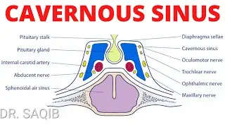 Cavernous Sinus Anatomy