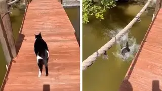 Rescue Cat Falls Off Jetty And Into Water