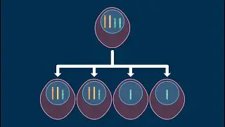 Nondisjunction in Meiosis