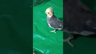 Cockatiel feet sound #asmr 😂 #shorts #ytshorts #youtubeshorts #cockatiel #parrot #pet #birds #funny