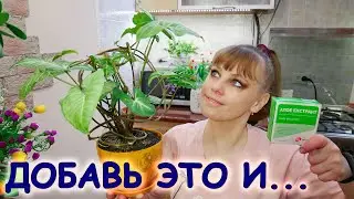 ✔️ Сок АЛОЭ - это мощный биостимулятор роста комнатных цветов / Сок алоэ для комнатных растений