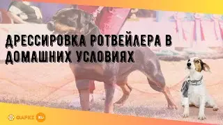 Дрессировка ротвейлера в домашних условиях