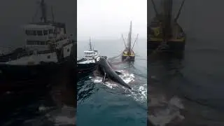 Giant Whale Captured by Fishing Vessel