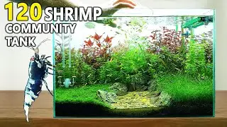 Building an EPIC Planted Shrimp Tank: Step By Step Aquascape Tutorial with CO2