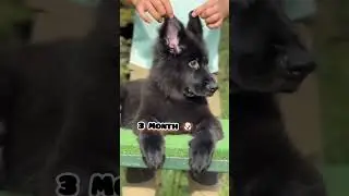 28 days to One Year german shepherd transformation 