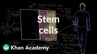 Stem cells | Cells | MCAT | Khan Academy