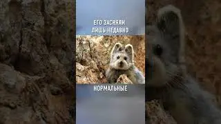 Это Самое РЕДКОЕ и Неуловимое Животное в Мире 