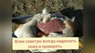 Больной селезень!!!!!!!!! Саркоцистоз