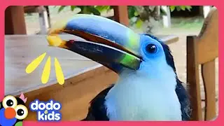 Baby Toucan Lost In The Jungle Needs Help! | Dodo Kids | Rescued!