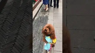 What!?🤯😊 #puppy #dog #doglover #pets #pet #fyp #viral #animals #cute #dogwalk #fypシ゚viral #fy #hug
