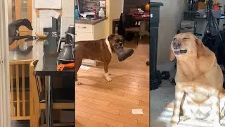 Get a Dog These Moments You Will Have