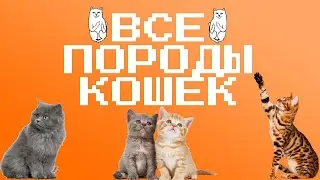 АБСОЛЮТНО ВСЕ ПОРОДЫ КОШЕК