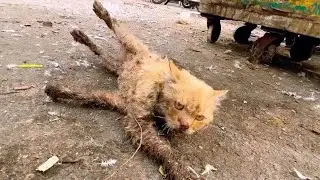 Неподвижную Кошку Нашли Возле Мусорного Бака - То, Что Произошло Дальше, Поразит Вас!
