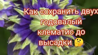 КАК ПЕРЕСАДИТЬ И ПЕРЕДЕРЖАТЬ КЛЕМАТИСЫ КУПЛЕННЫЕ В МАГАЗИНЕ ИЛИ ПОЛУЧЕННЫЕ ПОЧТОЙ 🤔💐