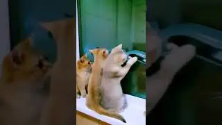 TikTok Лучшее, Угар, коты играют в футбол, Смотреть всем