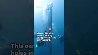 Silver oarfish with holes in its body surprises divers #Shorts